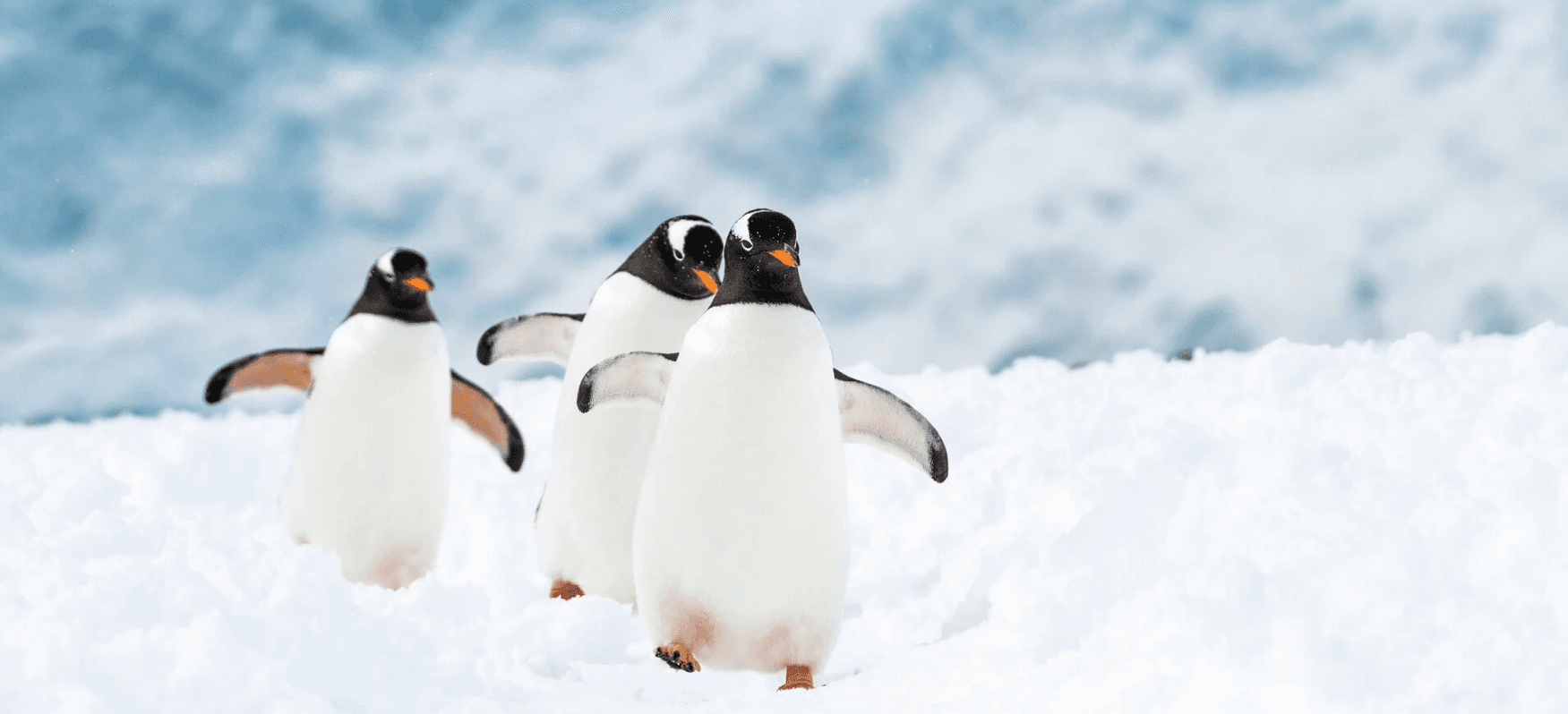 Six Reasons to go to Antarctica background